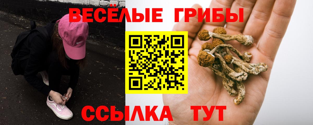 Ступино  закладки  Вход с VPN  Псилоцибиновые грибы Psilocybe 